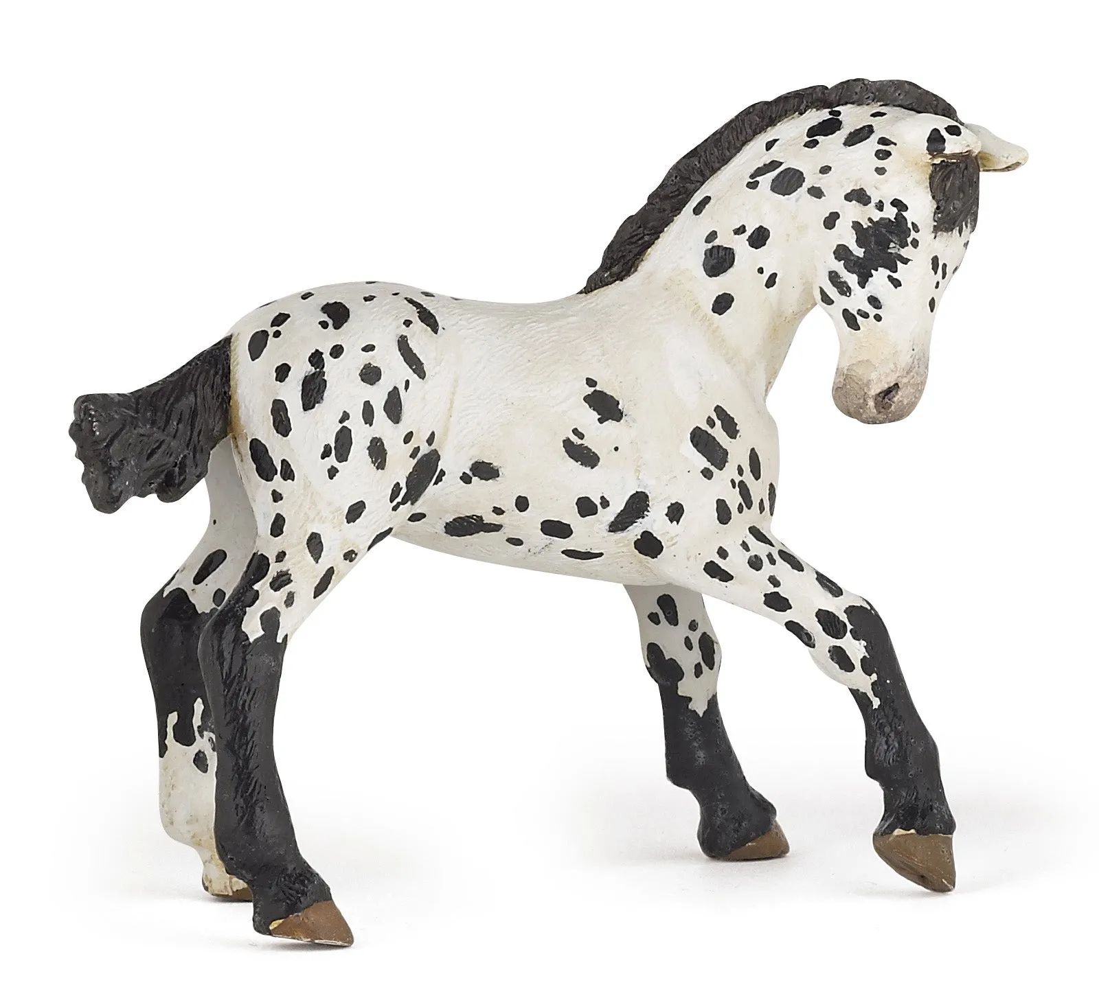Black Appaloosa Foal