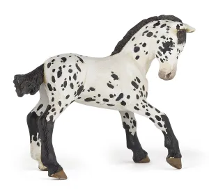 Black Appaloosa Foal