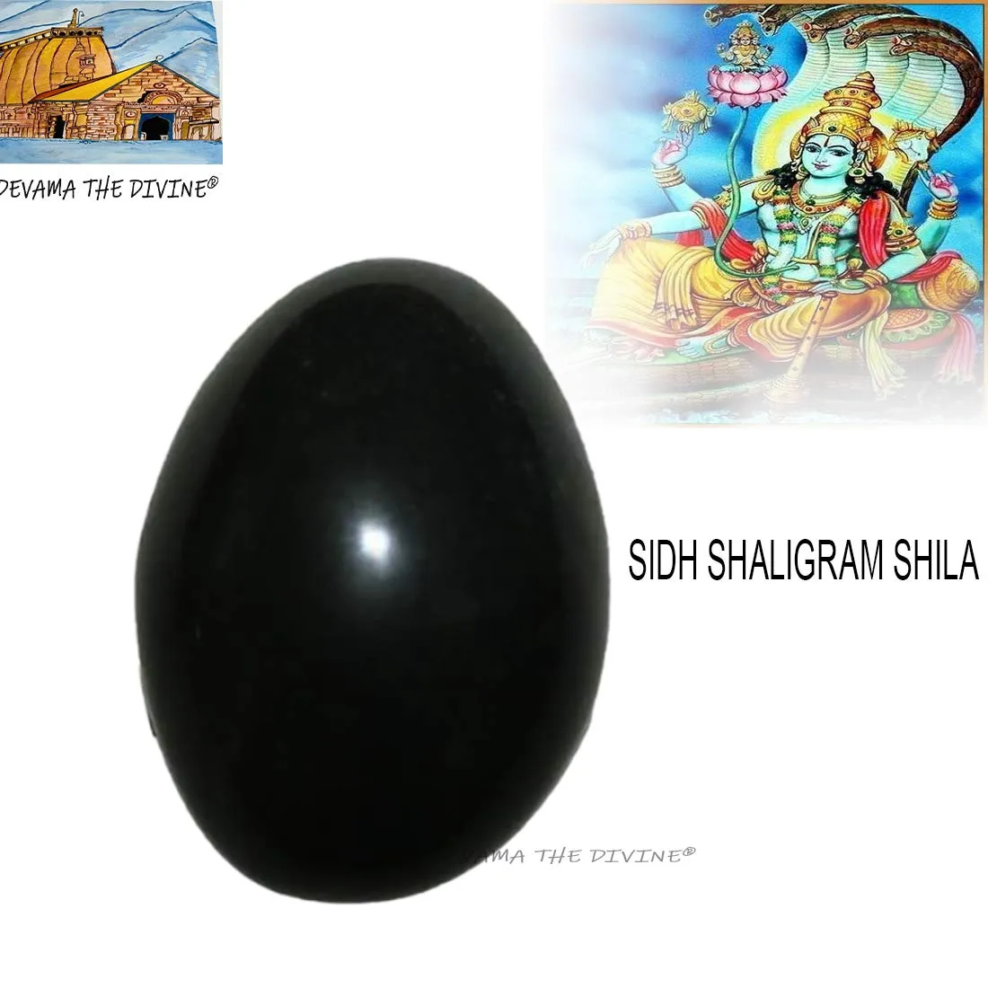 Devama The Divine™ Natural Black Stone Shaligram/SALIGRAM/SHALAGRAM/SALAGRAMA Shila for Pooja (Religious Stone) for Divine Blessings from GANDAKI River